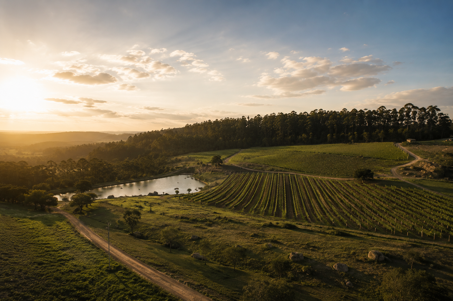 Terroir de Amparo — vinhedo ao entardecer